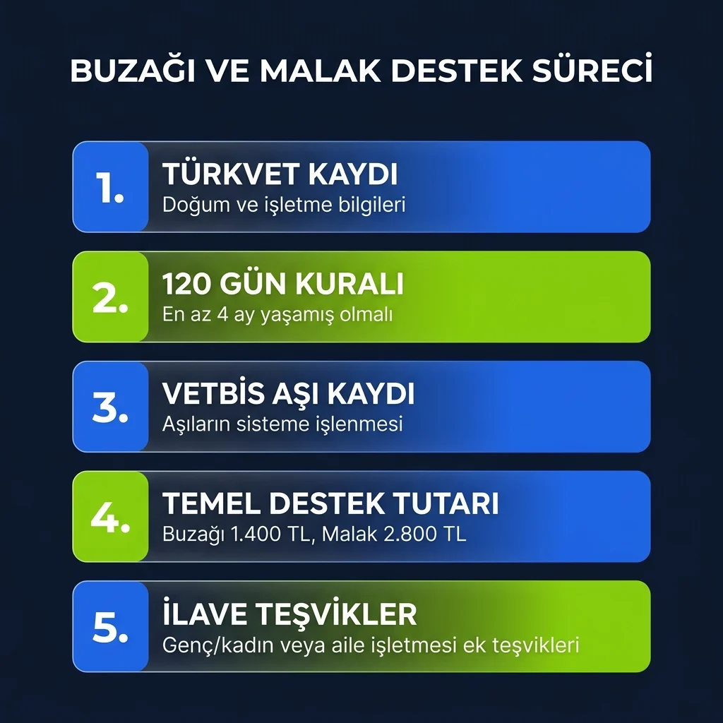2026 buzağı desteğinde temel tutar, ilave kriterler ve başvuru şartlarını gösteren infografik
